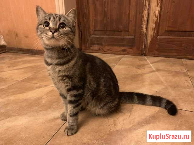 Кошка в добрые руки Воскресенское - изображение 1