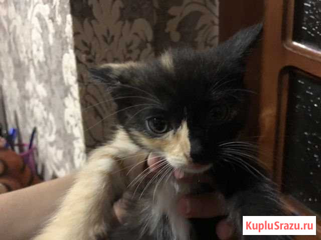 Котята Дербент - изображение 1