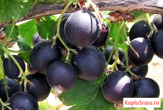 Йошта ягоды Коломна - изображение 1