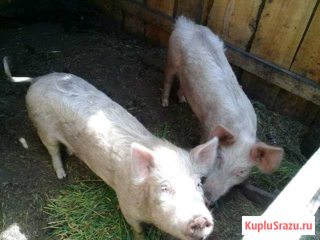 Поросята подростки Балашейка - изображение 1