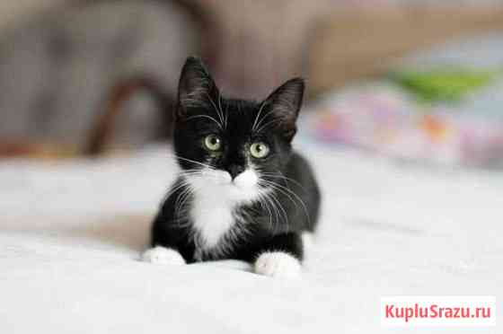 Котенок девочка Раменское