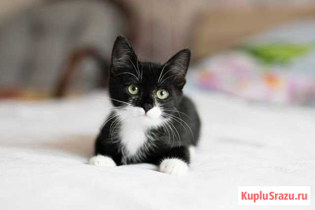 Котенок девочка Раменское - изображение 1