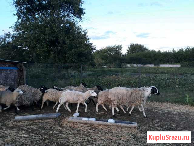 Овцы Глушково - изображение 1