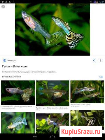 Аквариумные рыбки-гуппи Кировград - изображение 1