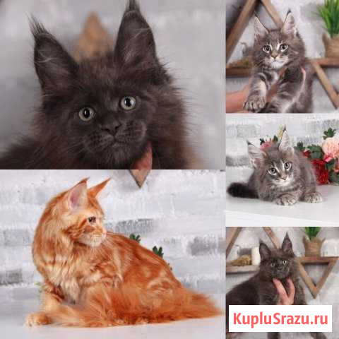 Детишкии Куняточки Северодвинск - изображение 1