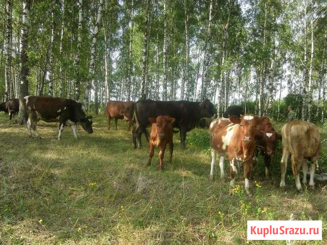 Молоко Вязники - изображение 1
