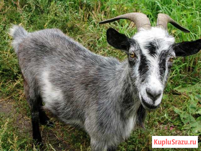 Продам козу Меленки - изображение 1