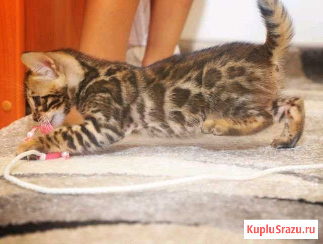 Бенгальский котик Лыткарино - изображение 1