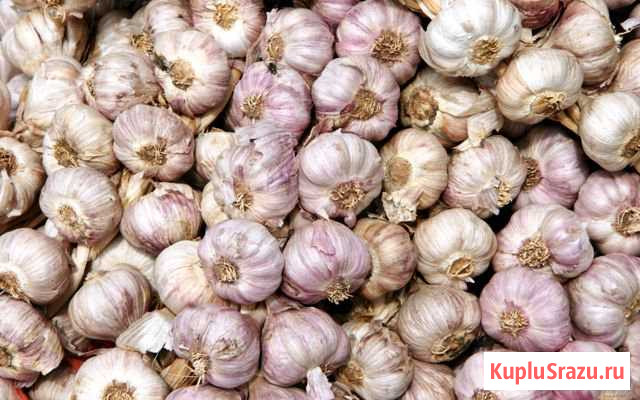 Продам чеснок зимний Бугуруслан - изображение 1