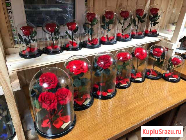 Живая роза в колбе Кулебаки - изображение 1