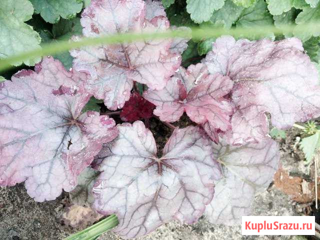 Гейхеры,лилейники,седум Ногинск - изображение 1