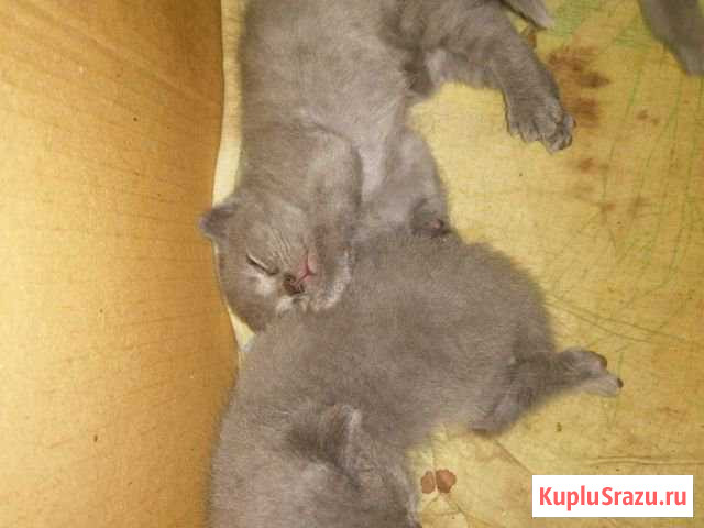 Котята Невинномысск - изображение 1