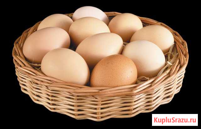Яйцо диетическое куриное и перепелиное Архангельск - изображение 1