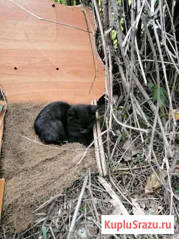 Котёнок с мамой Елец - изображение 1