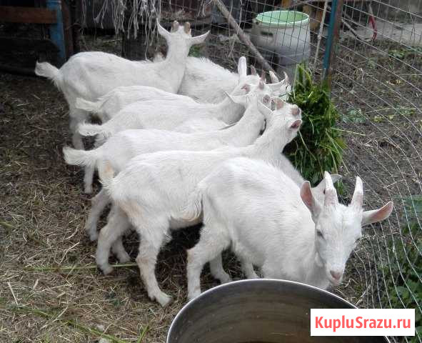 Продам козлят и козу - реально уникальных Красногорск - изображение 1