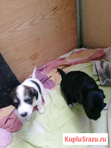 Щенки Краснокаменск - изображение 1