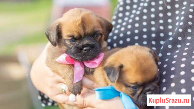 Щенки Пти Брабансон 1 месяц Сыктывкар - изображение 1