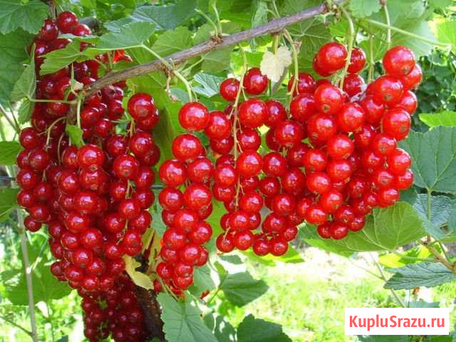 Красная смородина культурная Сыктывкар - изображение 1