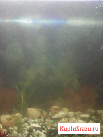 Рыба обмен Кашира - изображение 1