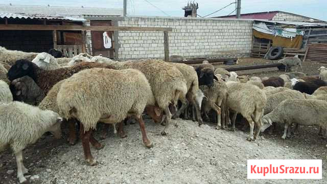 Овцы Махачкала - изображение 1