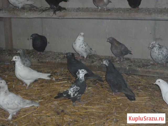 Продам голубей Новопавловск - изображение 1