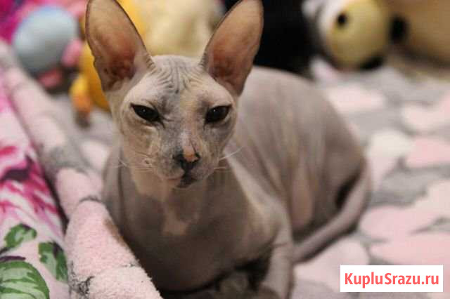 Донской сфинкс Краснозатонский - изображение 1