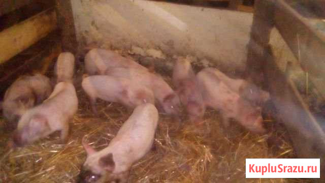 Поросята Октябрьский - изображение 1