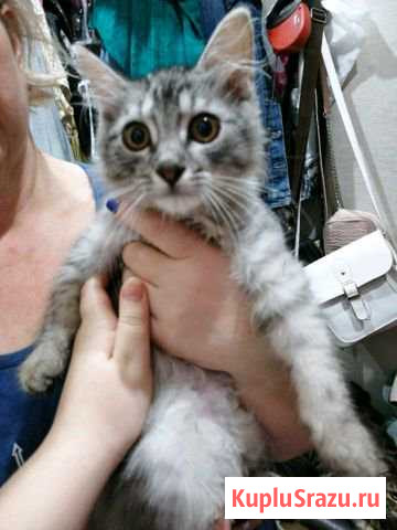 Котенок Вязники - изображение 1