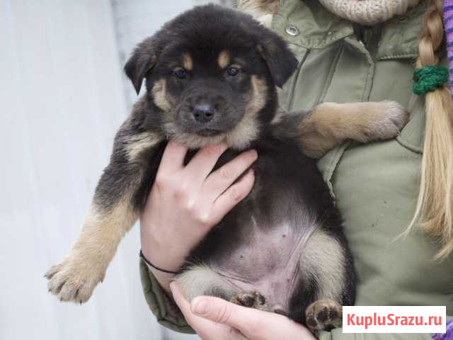 Щеночки на счастье Ангарск - изображение 1