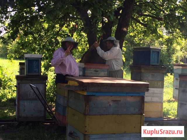 Мед Раменское - изображение 1