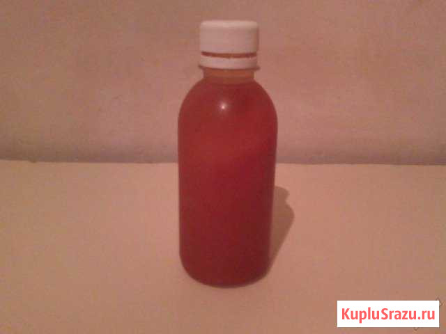 Винный гриб Кириши - изображение 1