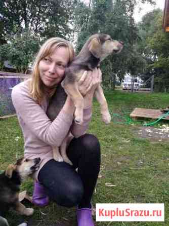 Метис русской гончей. Щенки девочки Серпухов