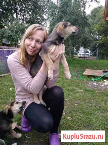 Метис русской гончей. Щенки девочки Серпухов - изображение 1