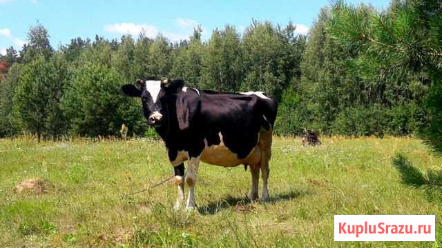 Коровы дойные Дружба - изображение 1