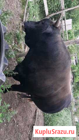 Изюм Екатериноградская - изображение 1