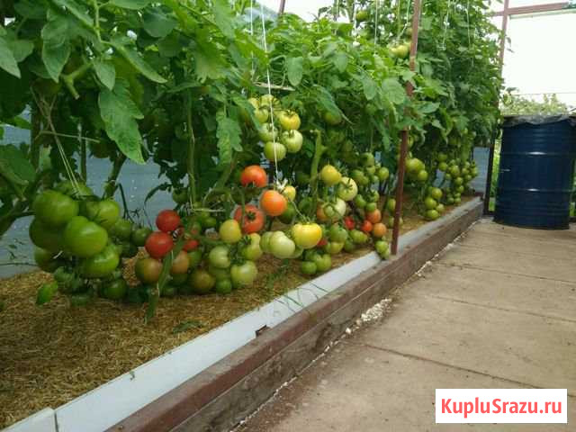 Продам тепличные помидоры Родники - изображение 1