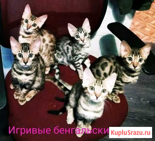 Бенгальская Барвиха - изображение 1