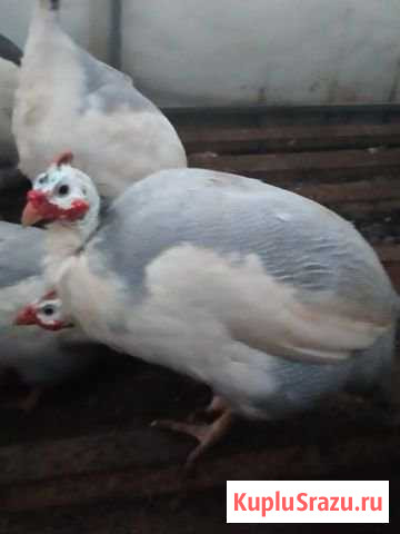 Цесарки Сергиев Посад - изображение 1