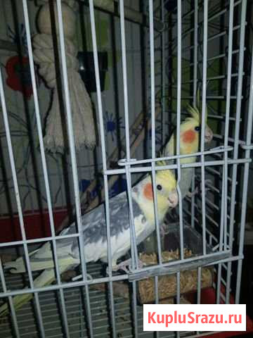 Попугаи Корелла пара с большой клеткой Электросталь - изображение 1