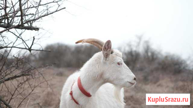 Продам дойную заанненскую козу Феодосия - изображение 1