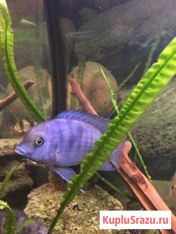 Голубой Дельфин Подольск - изображение 1