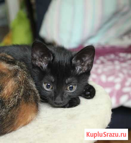 Отдам в добрые руки Чита - изображение 1