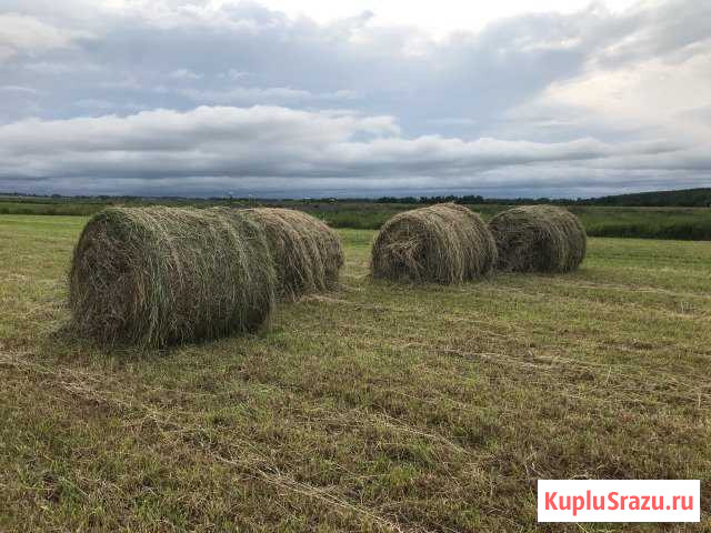 Сено.Заготовка 2019 Клин - изображение 1