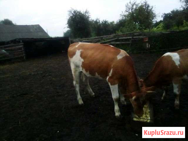 Корова Конышевка - изображение 1