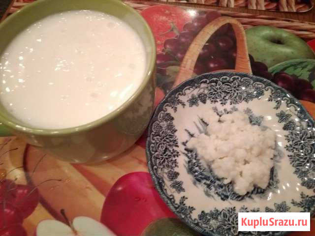 Кефирный гриб (тибетский молочный гриб) Королев - изображение 1