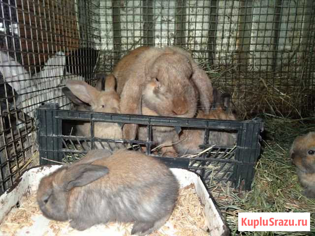 Кролики Дубовка - изображение 1
