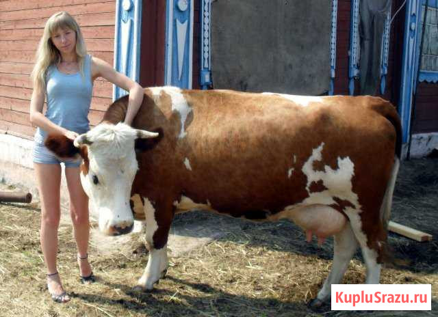 Молочные продукты Павловский Посад - изображение 1