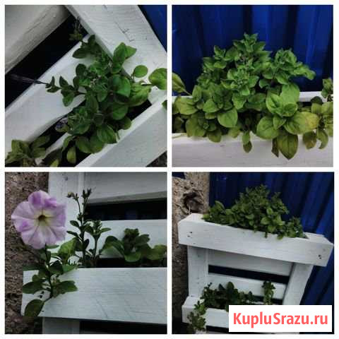 Цветник с петуниями Селятино - изображение 1