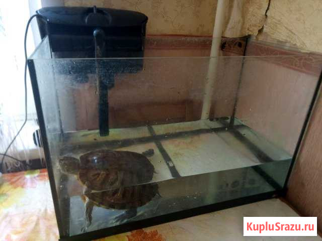 Черепаха с приданным Москва - изображение 1