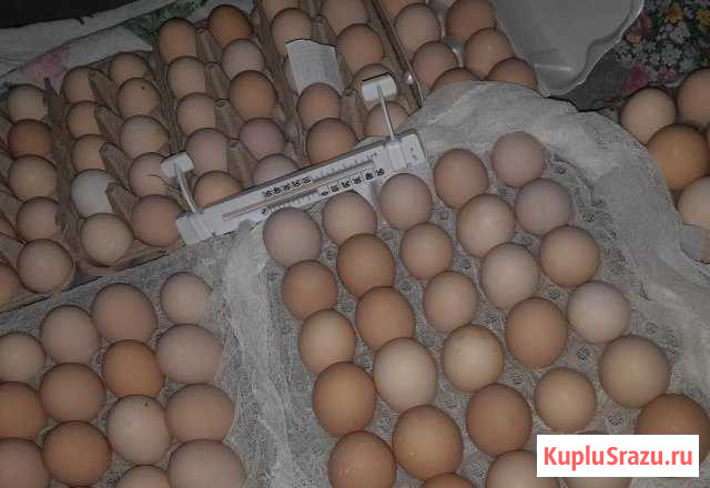 Инкубационное яйцо Мини-мясные белые (в66) Сафоново - изображение 1